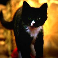 Miss Kitty Fantastico