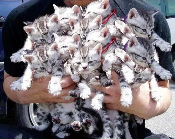 kittens-bouquet-animals-33261555-558-444.jpg